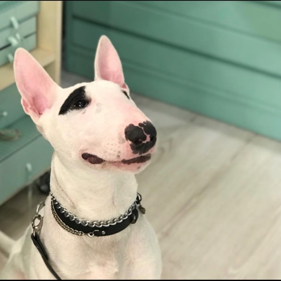 MOSHIQA Beige Leather Silver Chain Dog Collar M Frenchie Luxury Designer Pet Y2K - Picture 14 of 16